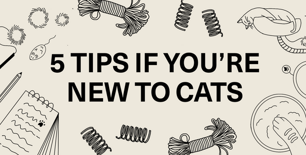 5 Tips If You're New to Cats