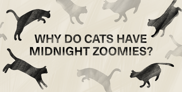 Find Out Why Your Cat Might Have Midnight Zoomies