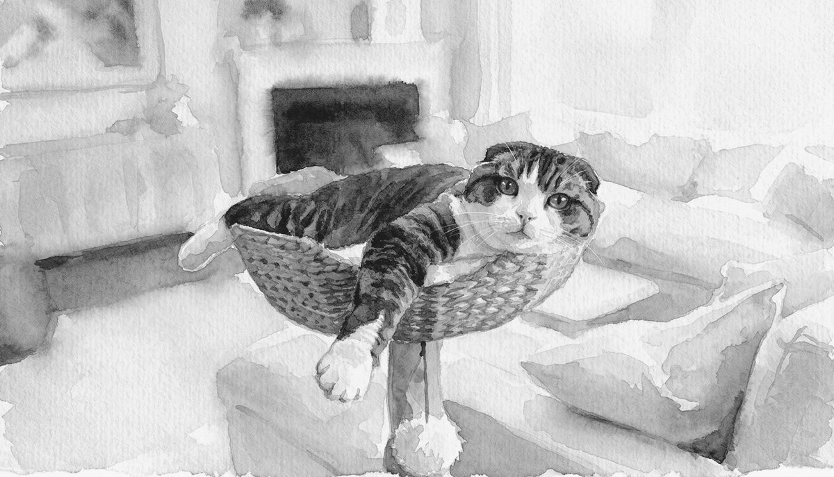 Decode the Cat Nap:
Cat Sleeping Positions Explained
