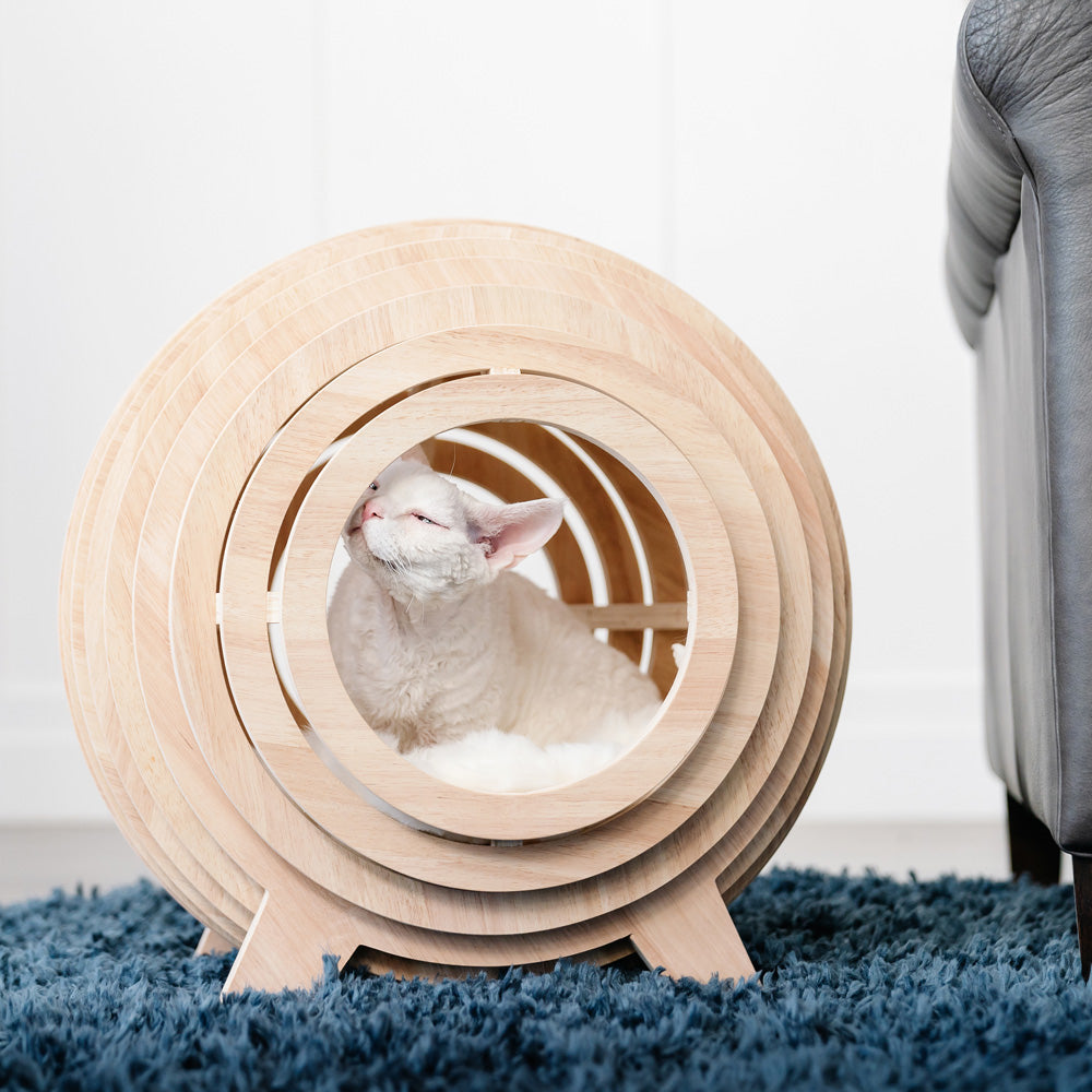 Cat Caves & Beds of Their Dreams