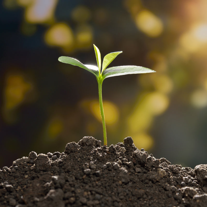One Tree Planted For Every Purchase One Tree Planted For Every Purchase