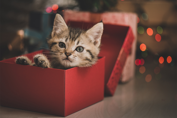 Why Pet Gifts Are Needed Now More Than Ever