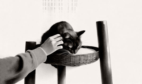 Benefits of Adopting Senior Cats