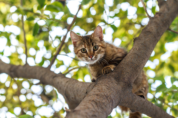 Why Do Cats Love Climbing Trees?