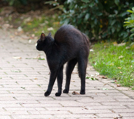 How Cats Became Superstitious