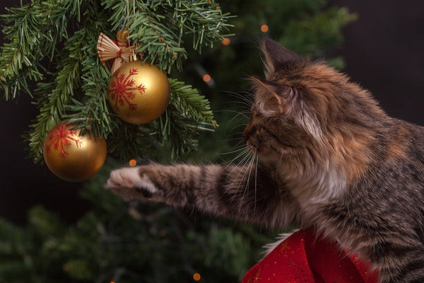 Christmas Plants That Are Toxic to Cats