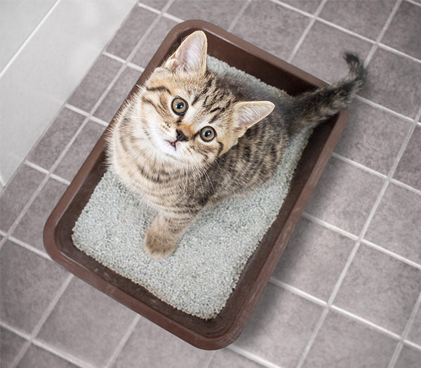 How Do Cats Know To Use The Litter Box?