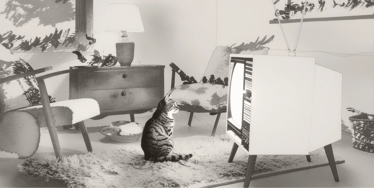 Your Cat’s Holiday Movie Twin