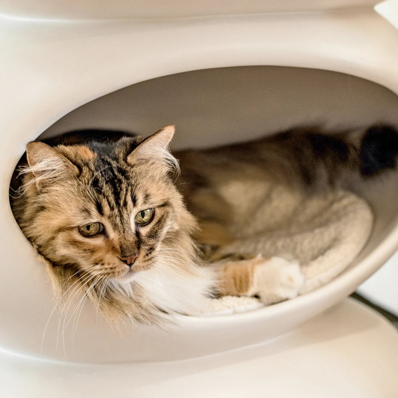 Cushion (For Zen) – Mau