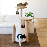 Brown Tabby