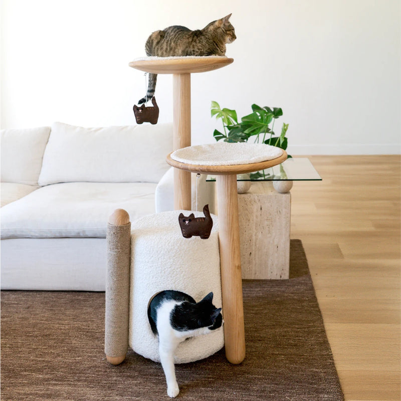 Brown Tabby