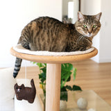 Brown Tabby