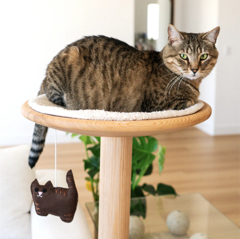 Brown Tabby