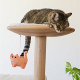 Orange Tabby