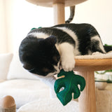 Monstera