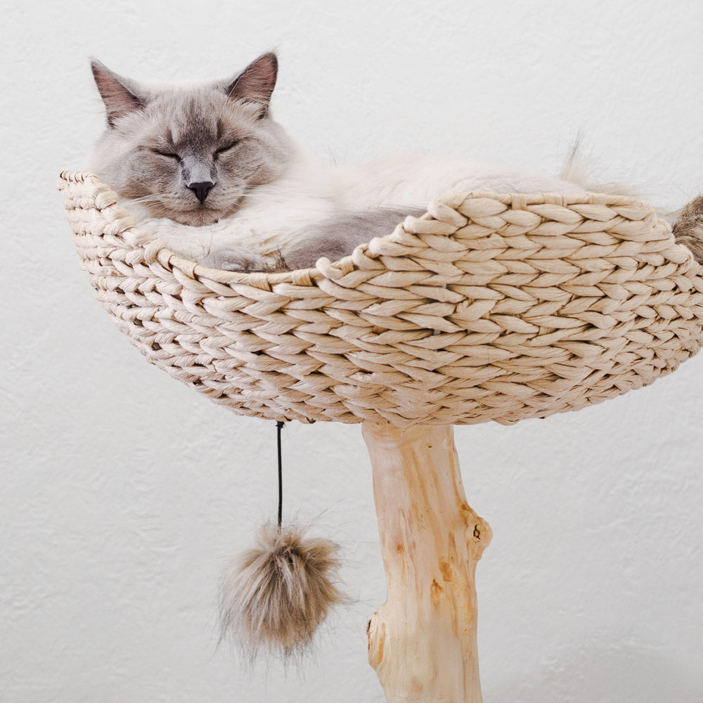 Cat Trees For Large Cats Wicker Cat Tree Cat Tree With Basket Mau cat-trees-for-large-cats-wicker-cat-tree-cat-tree-with-basket-mau