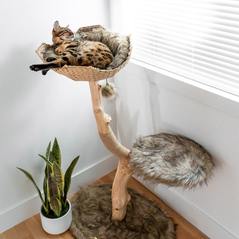 Rectangular Cat Tree Uni Basket – Wooden Cat Tree - Unique Cat Tree – Cat Tower | Mau